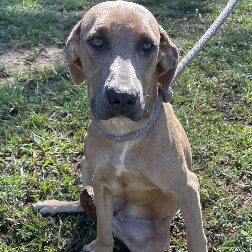 Enlarge Lyla, a Adoptable mixed breed in Enfield, NH image 4/6