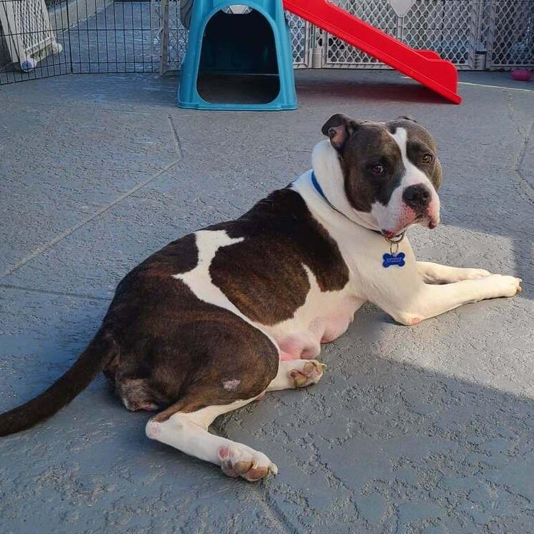 Cecilia (Juliet), Adoptable, Adult Female Mixed Breed.