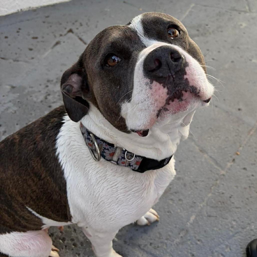 Cecilia (Juliet), Adoptable, Adult Female Mixed Breed.