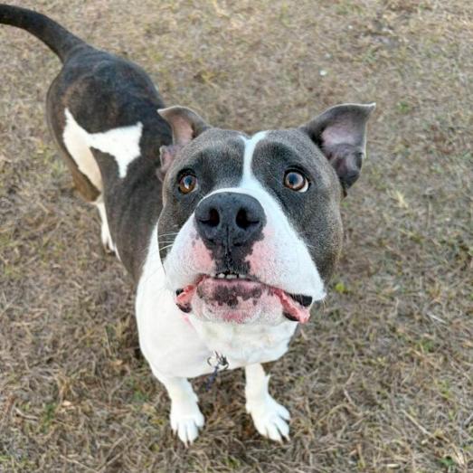 Enlarge Cecilia (Juliet), a Adoptable Mixed Breed in Seminole, FL image 2/6