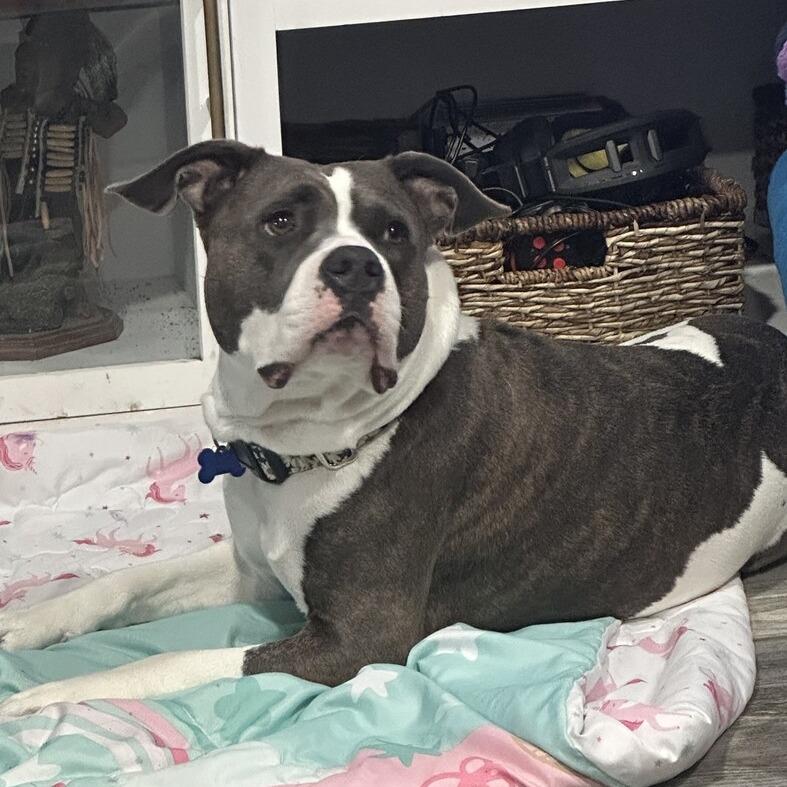 Enlarge Cecilia (Juliet), a Adoptable Mixed Breed in Seminole, FL image 3/6