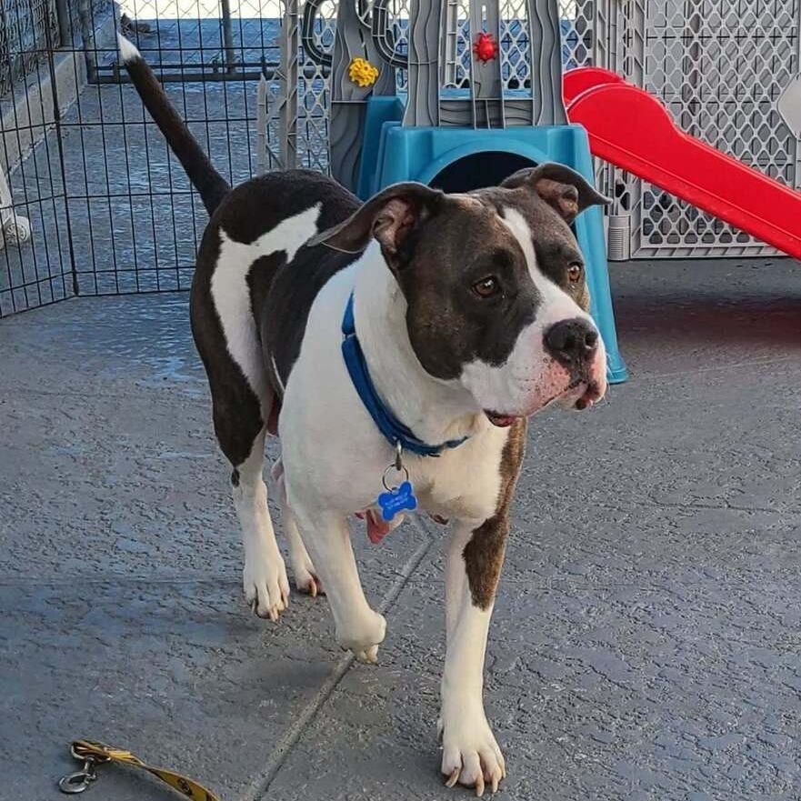 Enlarge Cecilia (Juliet), a Adoptable Mixed Breed in Seminole, FL image 4/6
