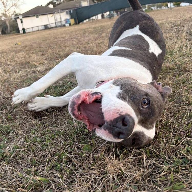 Enlarge Cecilia (Juliet), a Adoptable Mixed Breed in Seminole, FL image 5/6