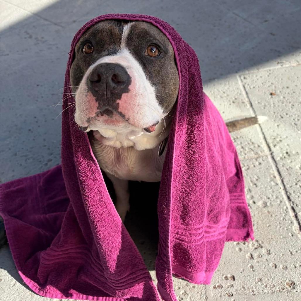 Cecilia (Juliet), a Adoptable Mixed Breed in Seminole, FL image 5/6