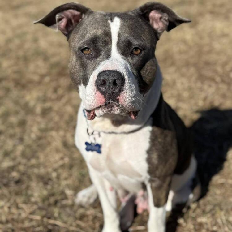 Enlarge Cecilia (Juliet), a Adoptable Mixed Breed in Seminole, FL image 6/6