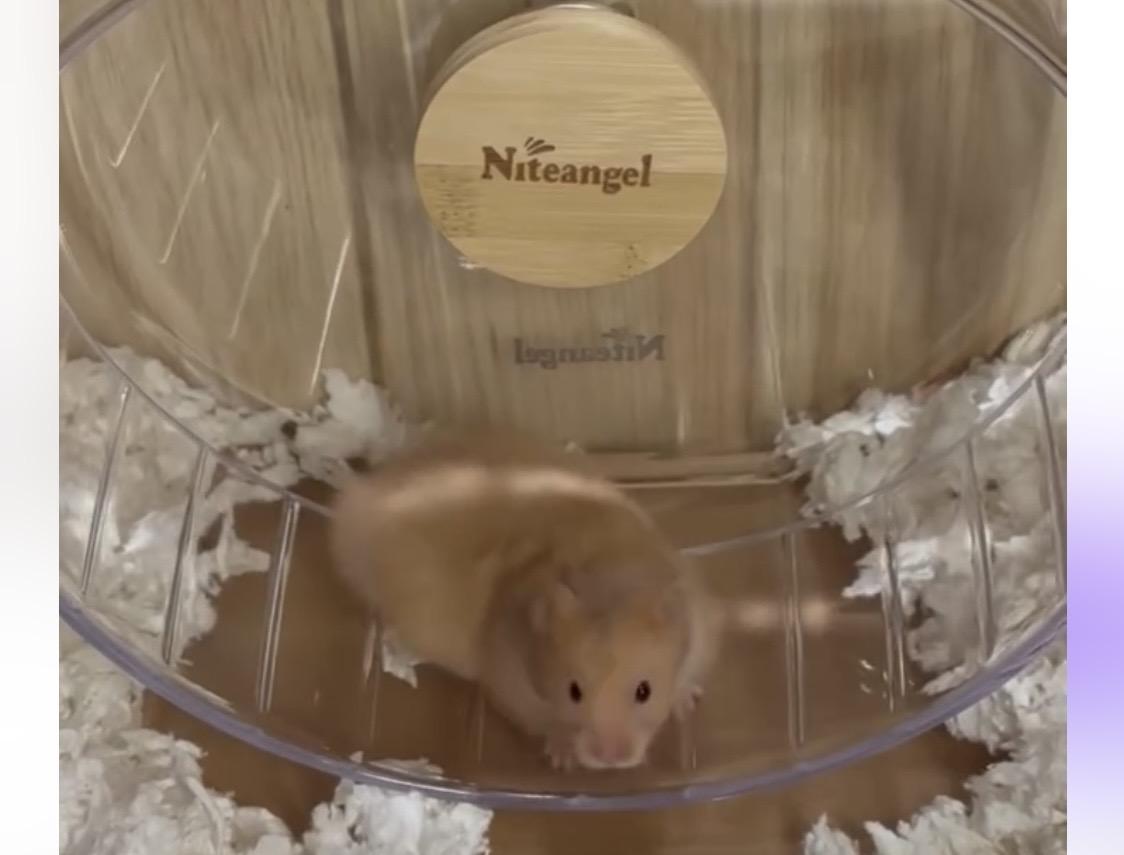 Hammah Montana, a ADOPTABLE Hamster in West Hollywood, CA image 2/2
