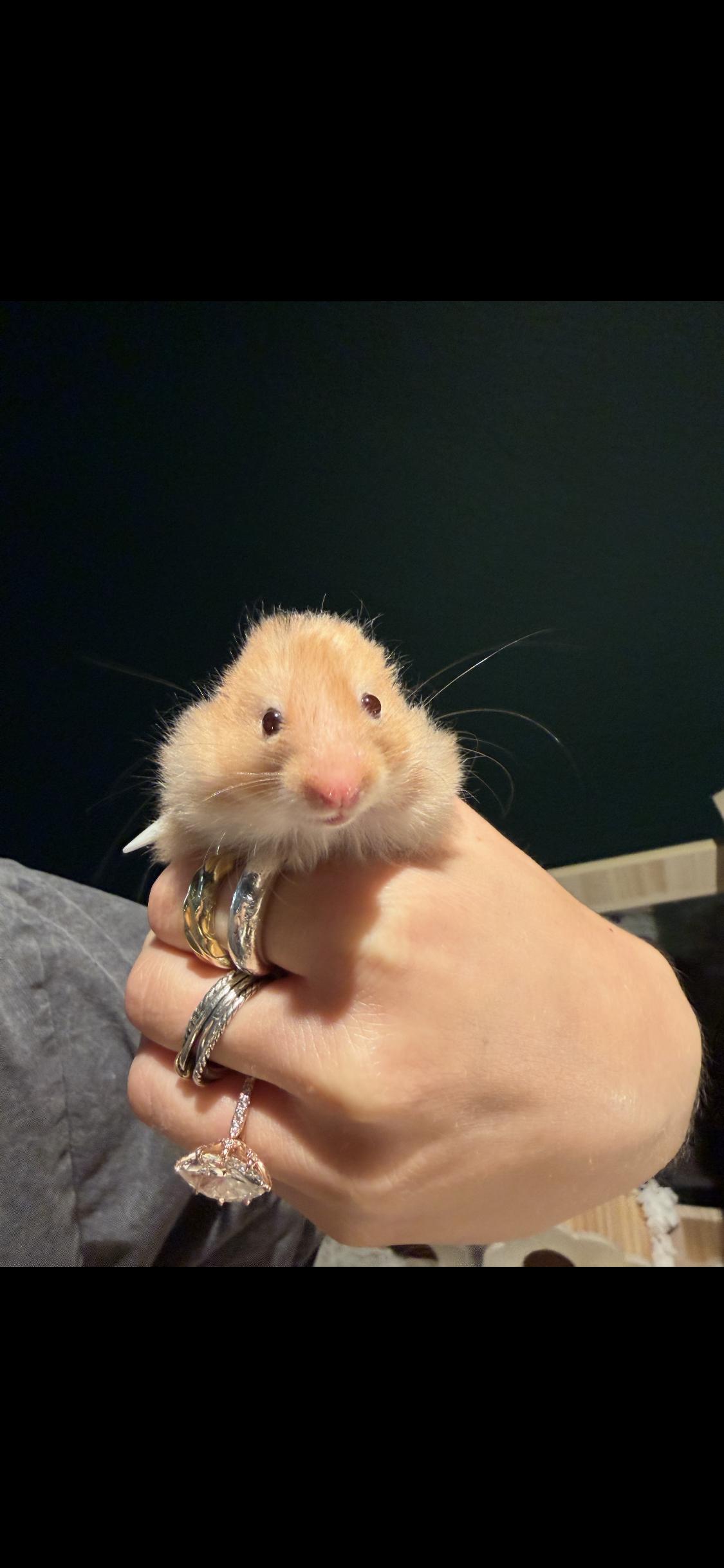 Hammah Montana, ADOPTABLE, Baby Female Hamster.