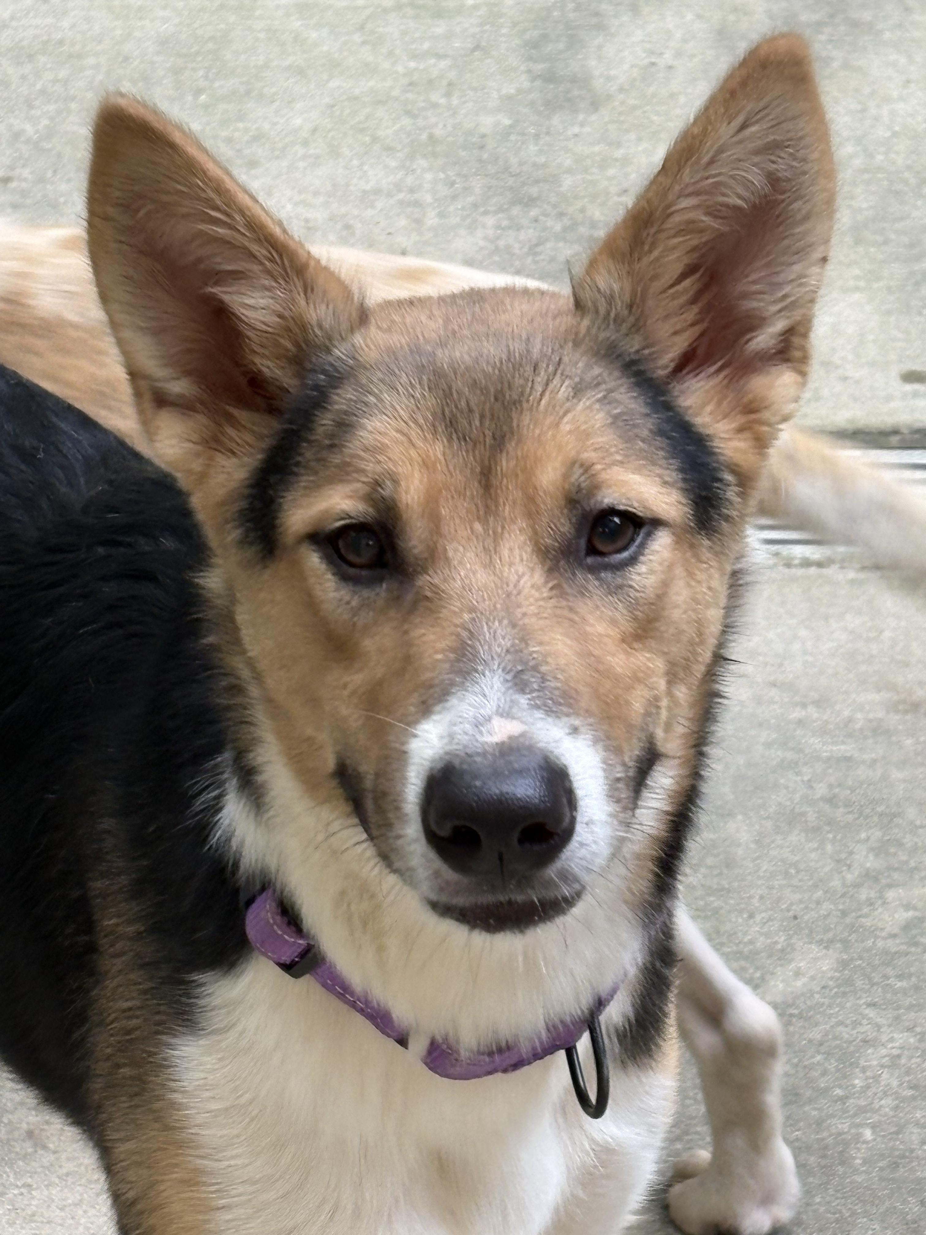 Enlarge Dazzle, a ADOPTABLE mixed breed in Fincastle, VA image 1/2