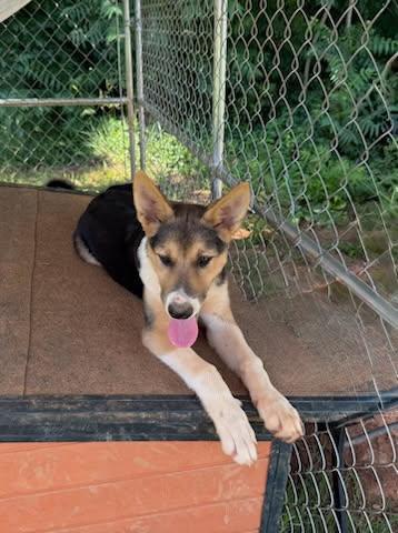 Enlarge Dazzle, a ADOPTABLE mixed breed in Fincastle, VA image 2/2