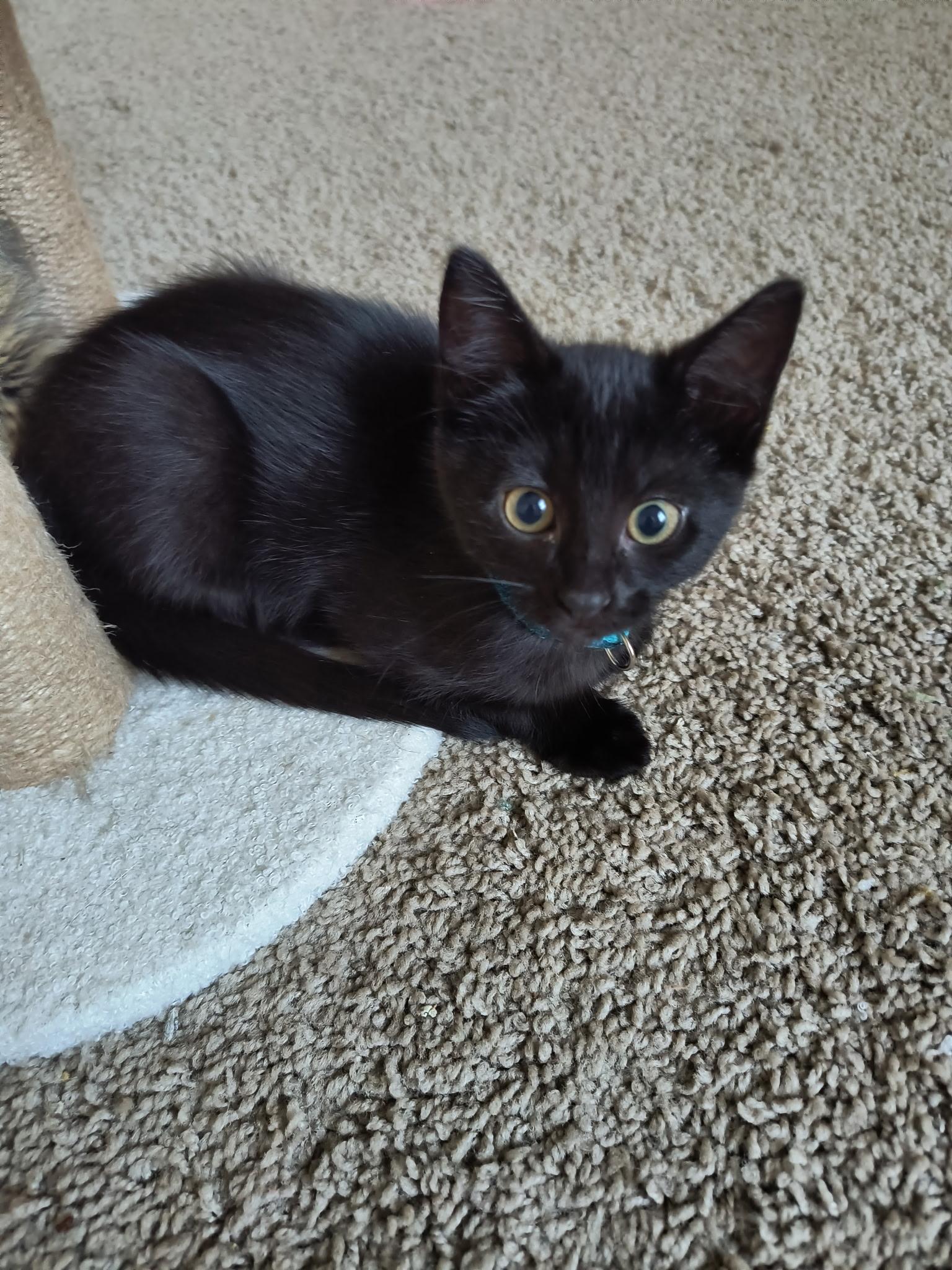 Starling, Baby Female Bombay