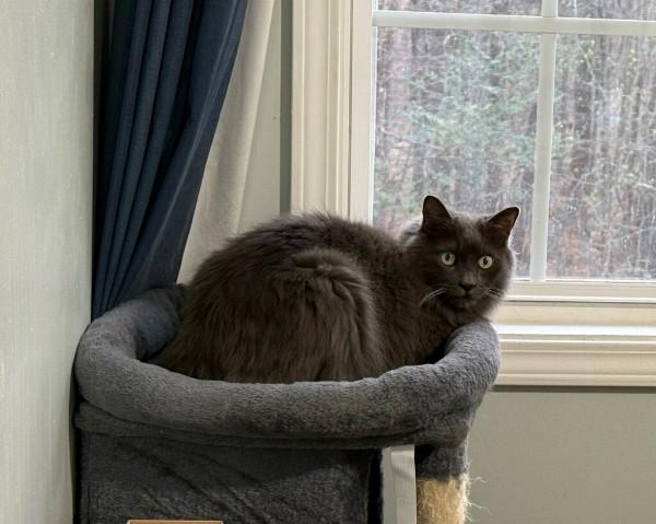 Christian (Adoption fee 45 dollars), a ADOPTABLE Domestic Short Hair in Duluth, GA image 1/2