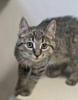 Pita, Adoptable, Young Male Domestic Short Hair.