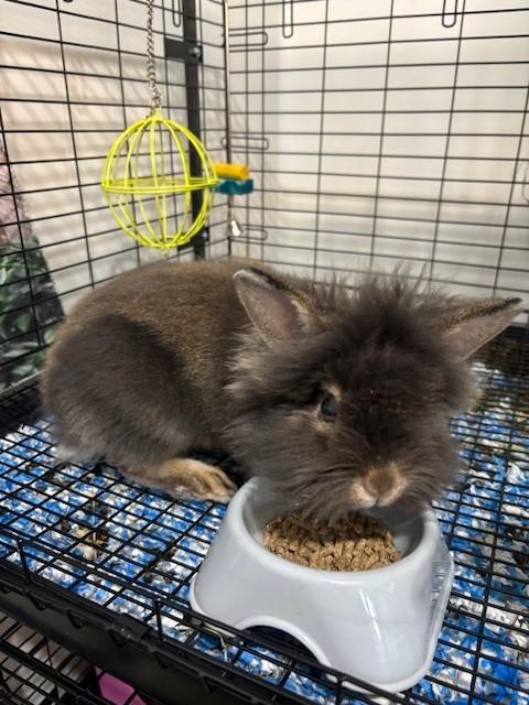 Derpy, Adopted, Young Female Netherland Dwarf & Lionhead.