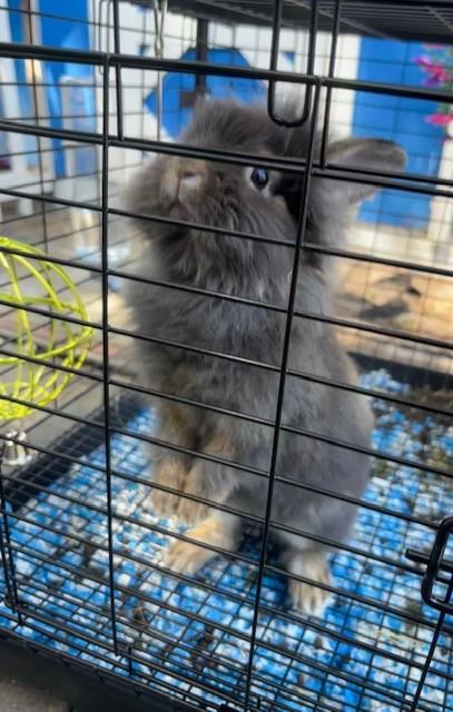 Enlarge Derpy, a Adopted mixed breed in Navarre, FL image 2/3