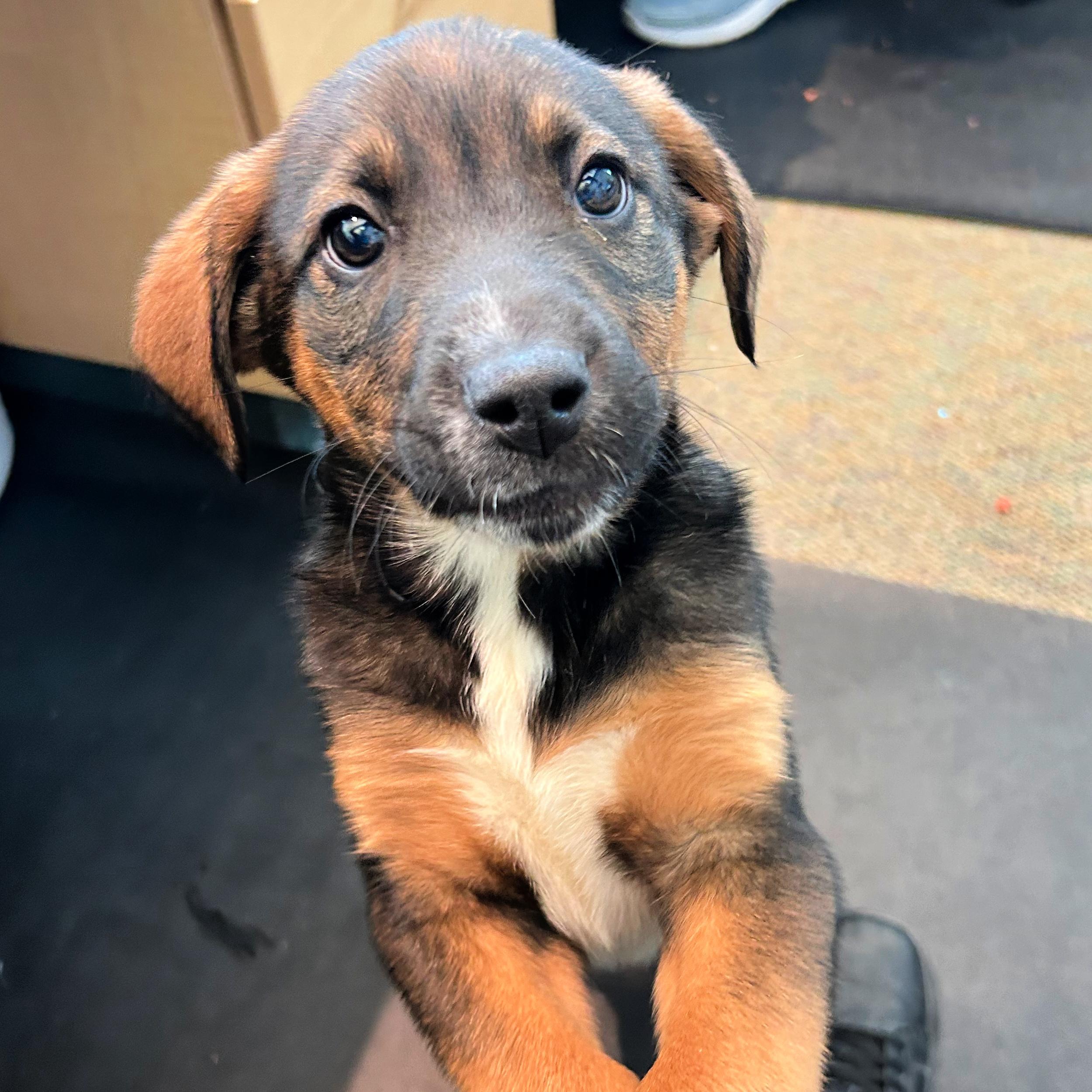 Enlarge Tootsie, an adopted mixed breed in Lindon, UT image 5/5