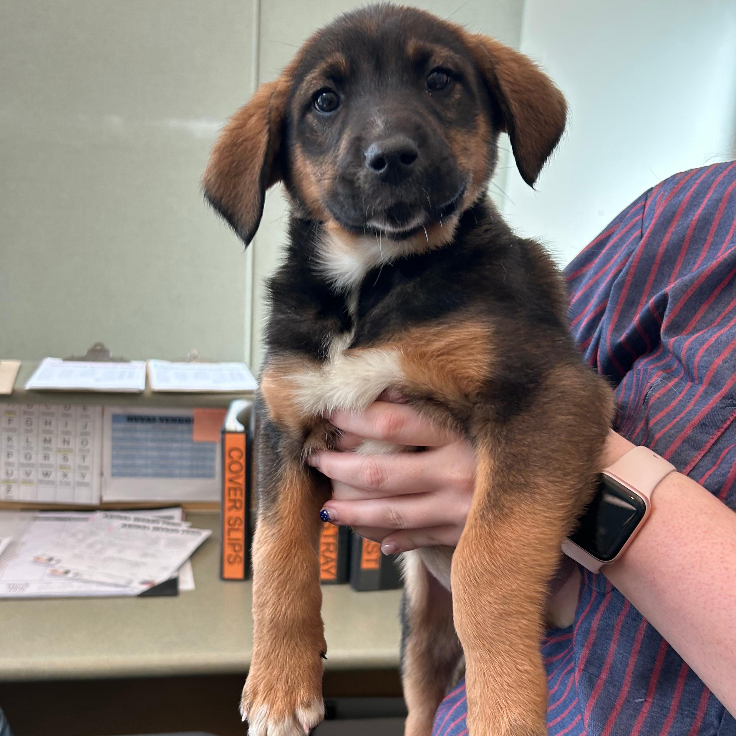 Enlarge Tootsie, an adopted mixed breed in Lindon, UT image 1/5