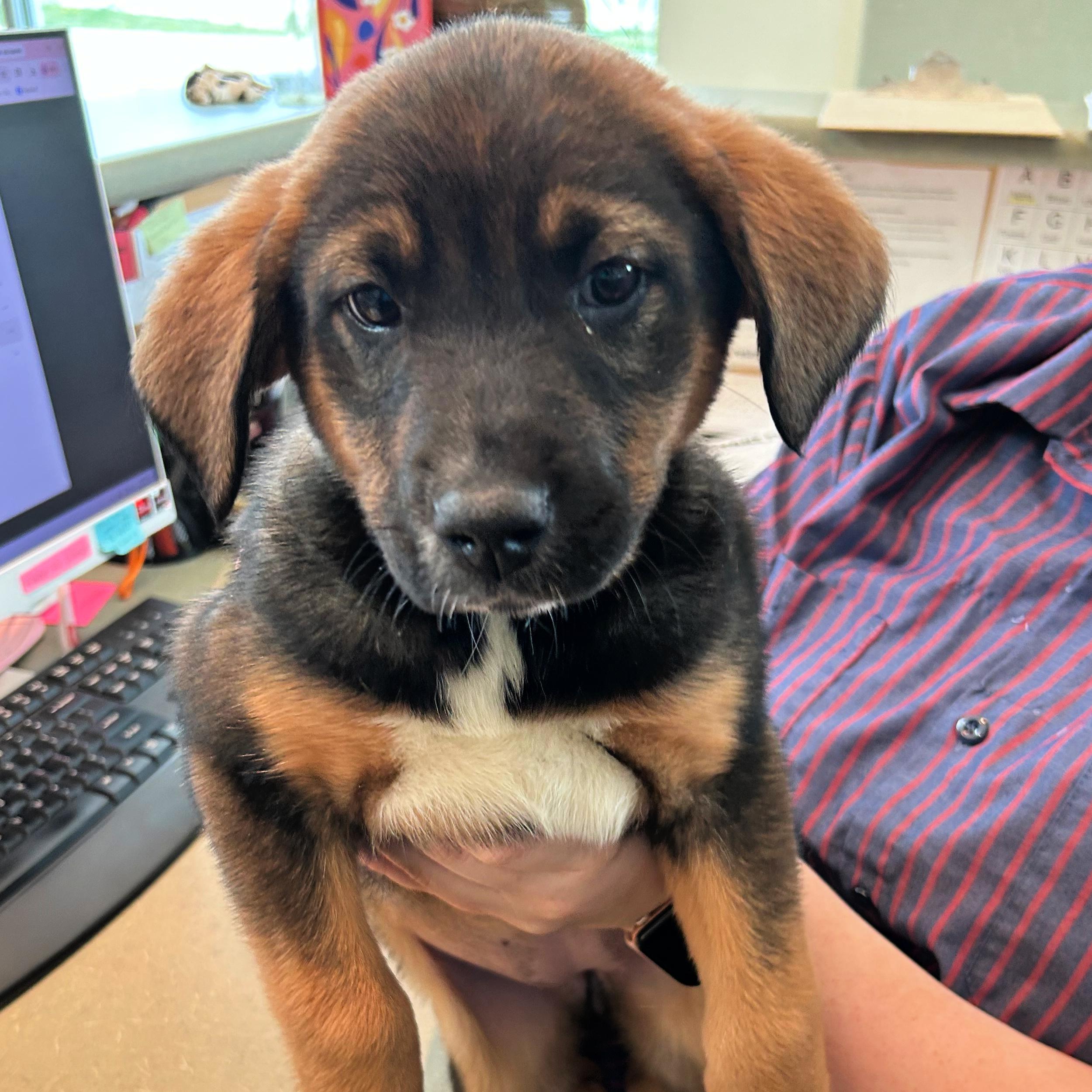 Enlarge Tootsie, an adopted mixed breed in Lindon, UT image 4/5