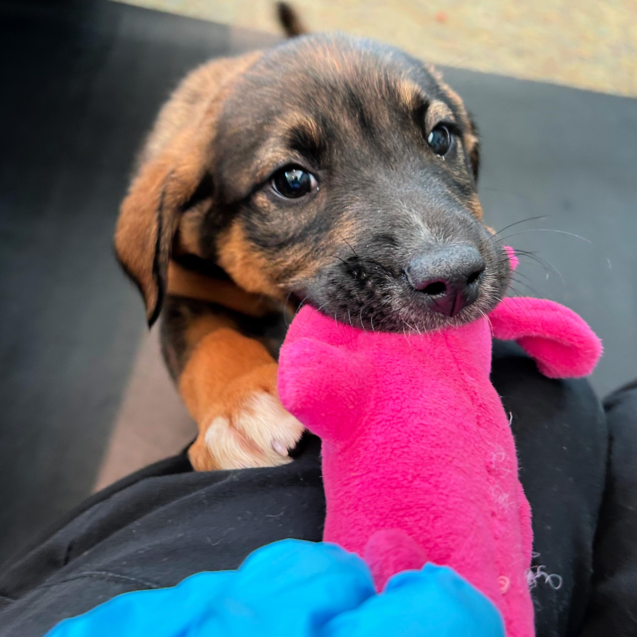 Enlarge Tootsie, an adopted mixed breed in Lindon, UT image 2/5