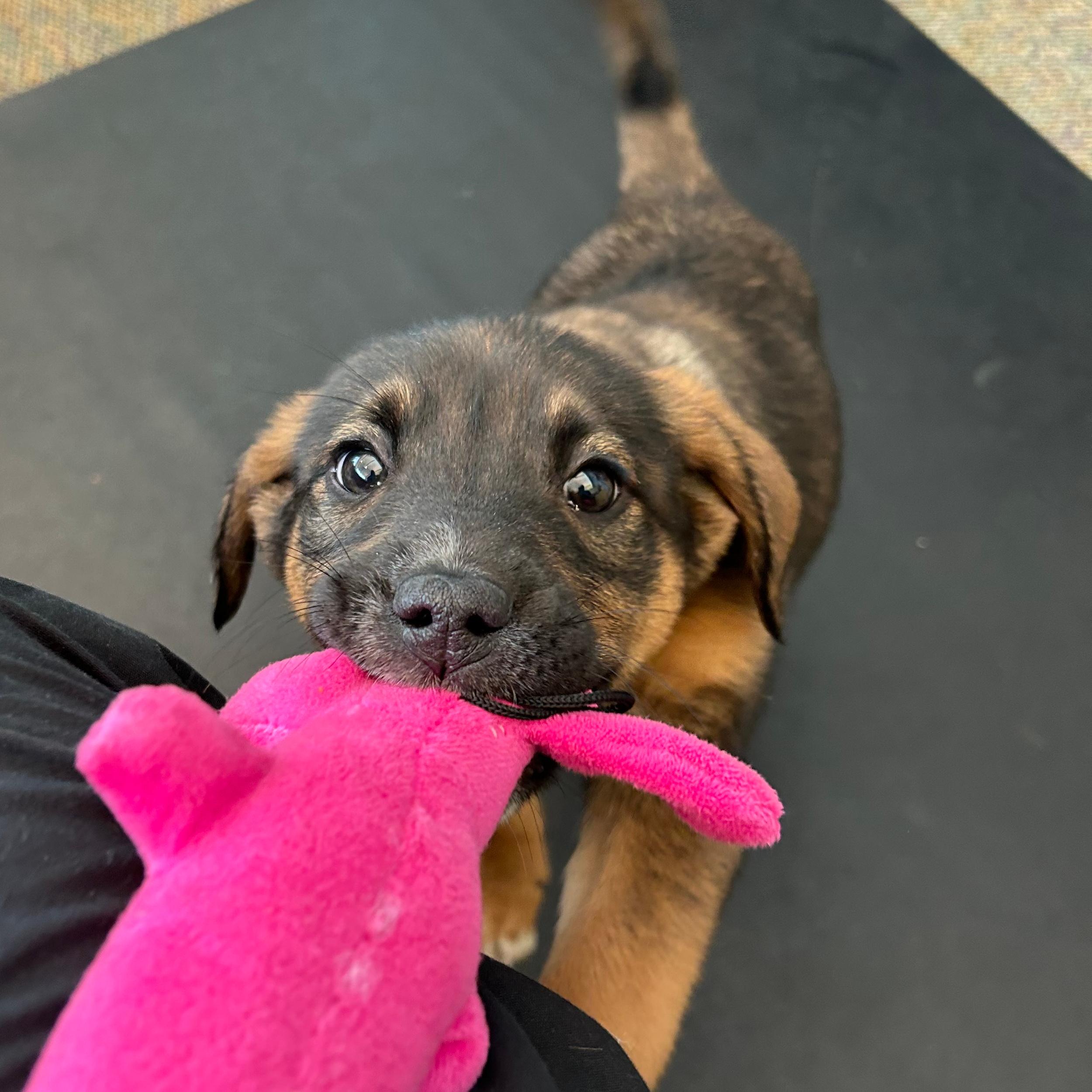 Enlarge Tootsie, an adopted mixed breed in Lindon, UT image 3/5