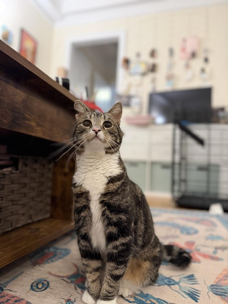 Soup, Adoptable, Kitten Female Domestic Short Hair.