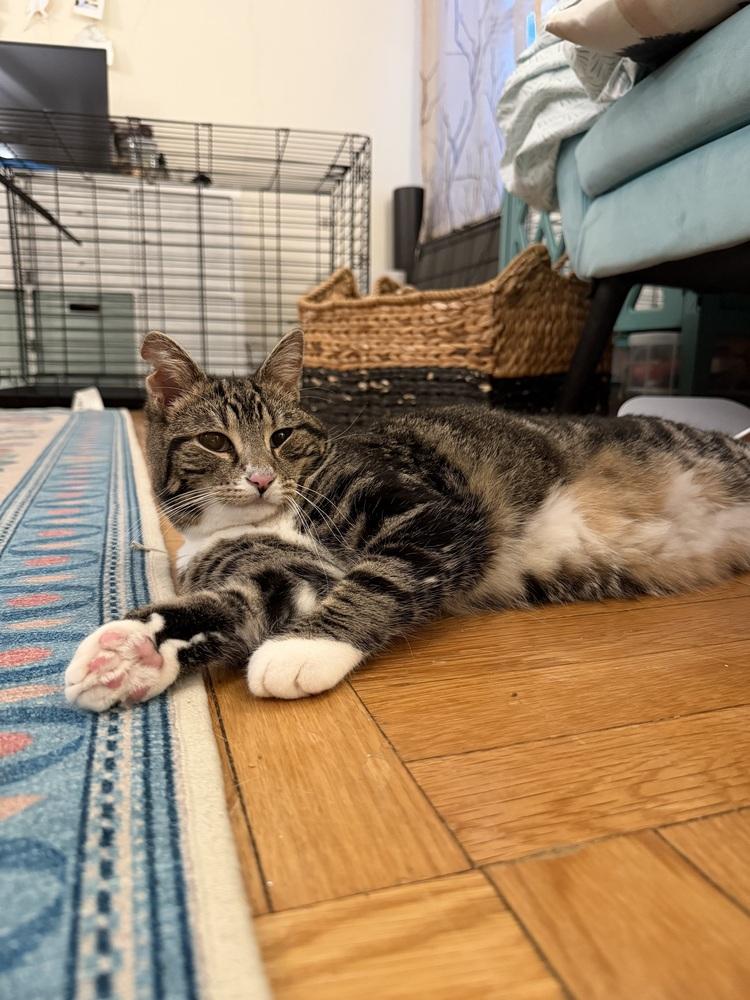 Enlarge Soup, a Adoptable mixed breed in New York, NY image 4/6