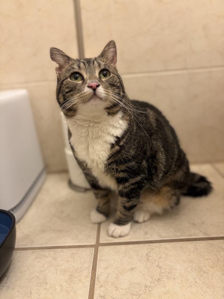 Enlarge Soup, a Adoptable mixed breed in New York, NY image 6/6
