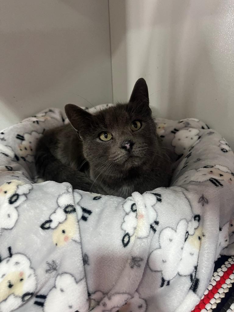 Enlarge Mila, a Adoptable Russian Blue in Kell, IL image 1/1