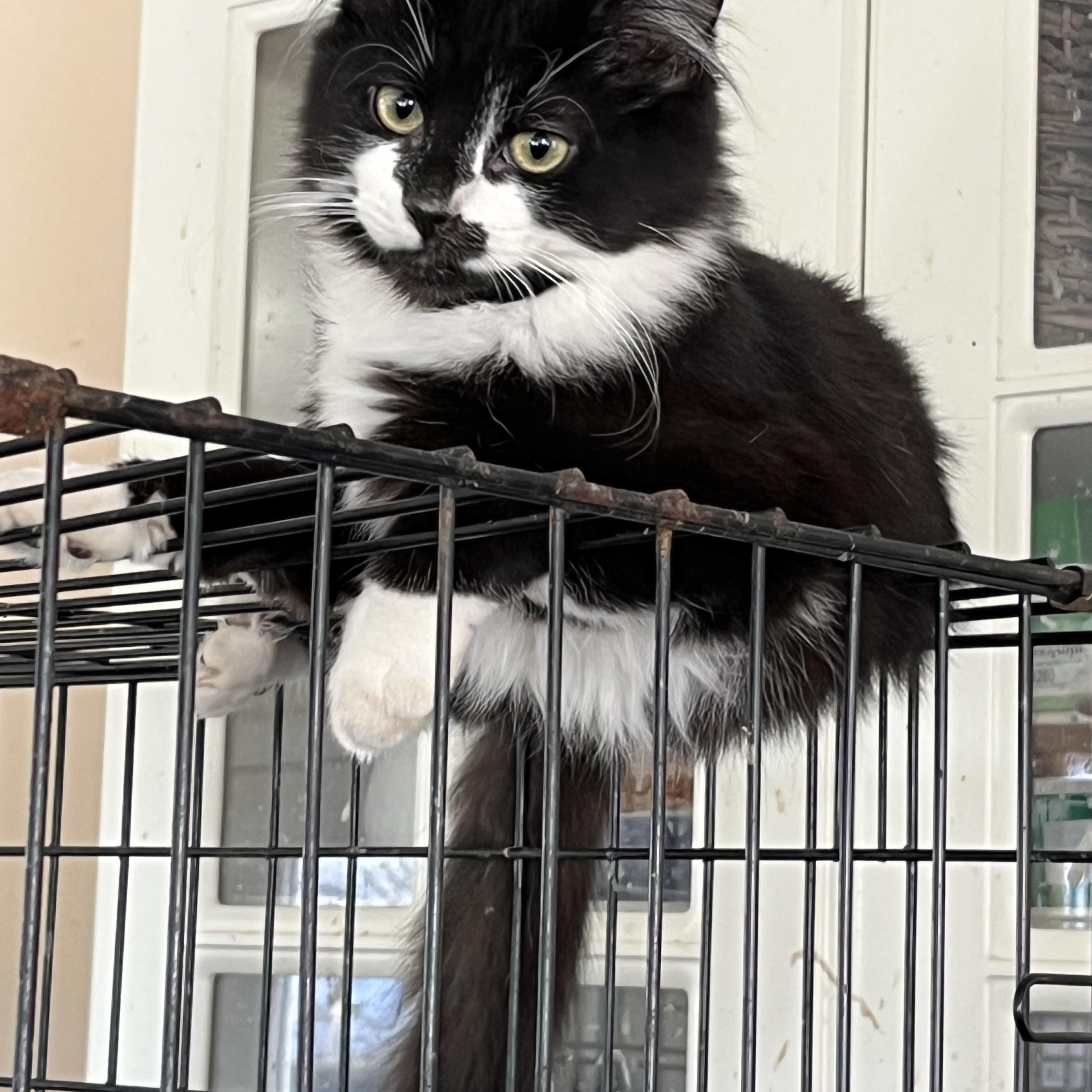 Eloise, Adopted, Young Female Domestic Long Hair.