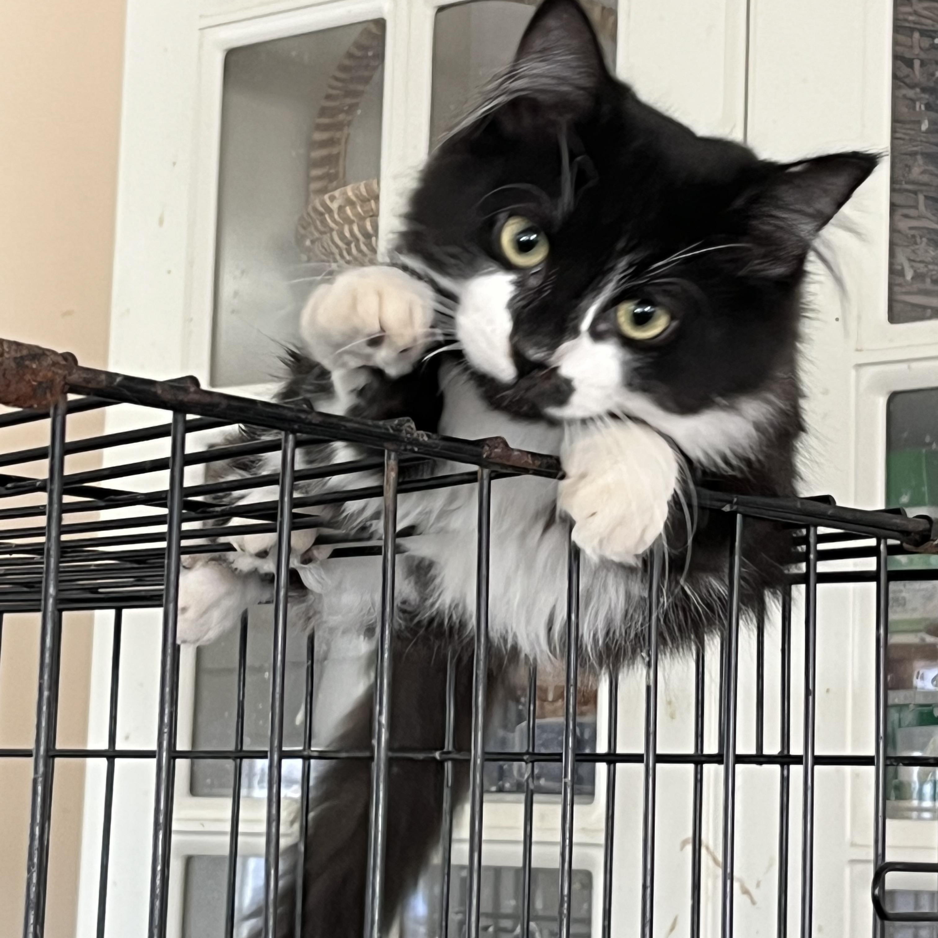 Eloise, a Adopted Domestic Long Hair in Mount Airy, MD image 2/3