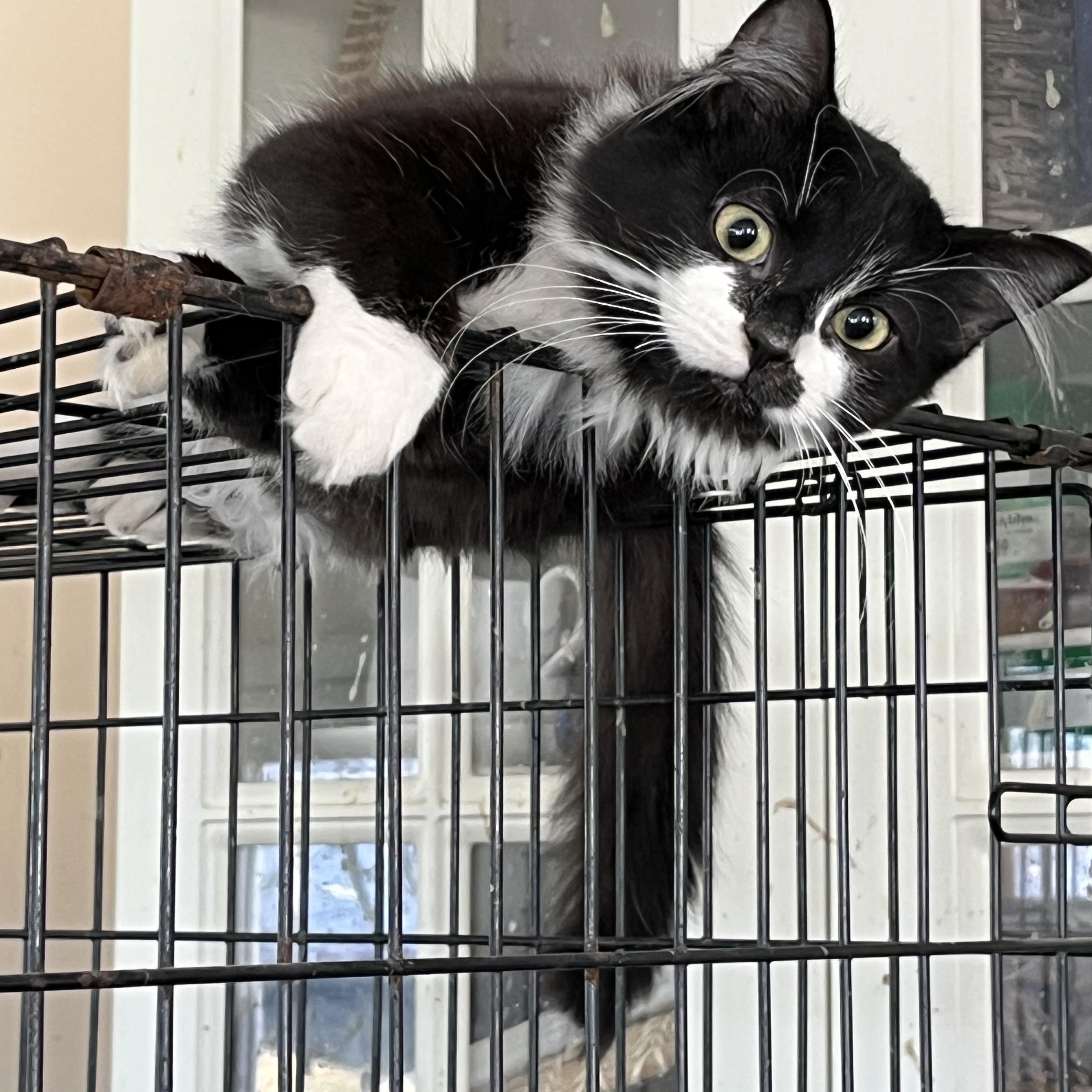 Eloise, a Adopted Domestic Long Hair in Mount Airy, MD image 3/3