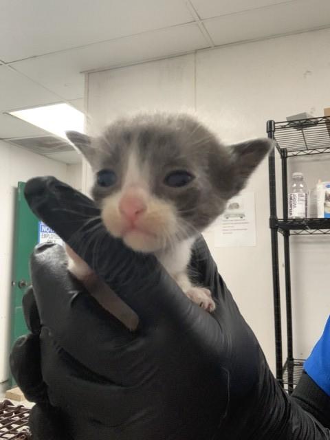 JULIA, Adoptable, Young Female Domestic Short Hair.