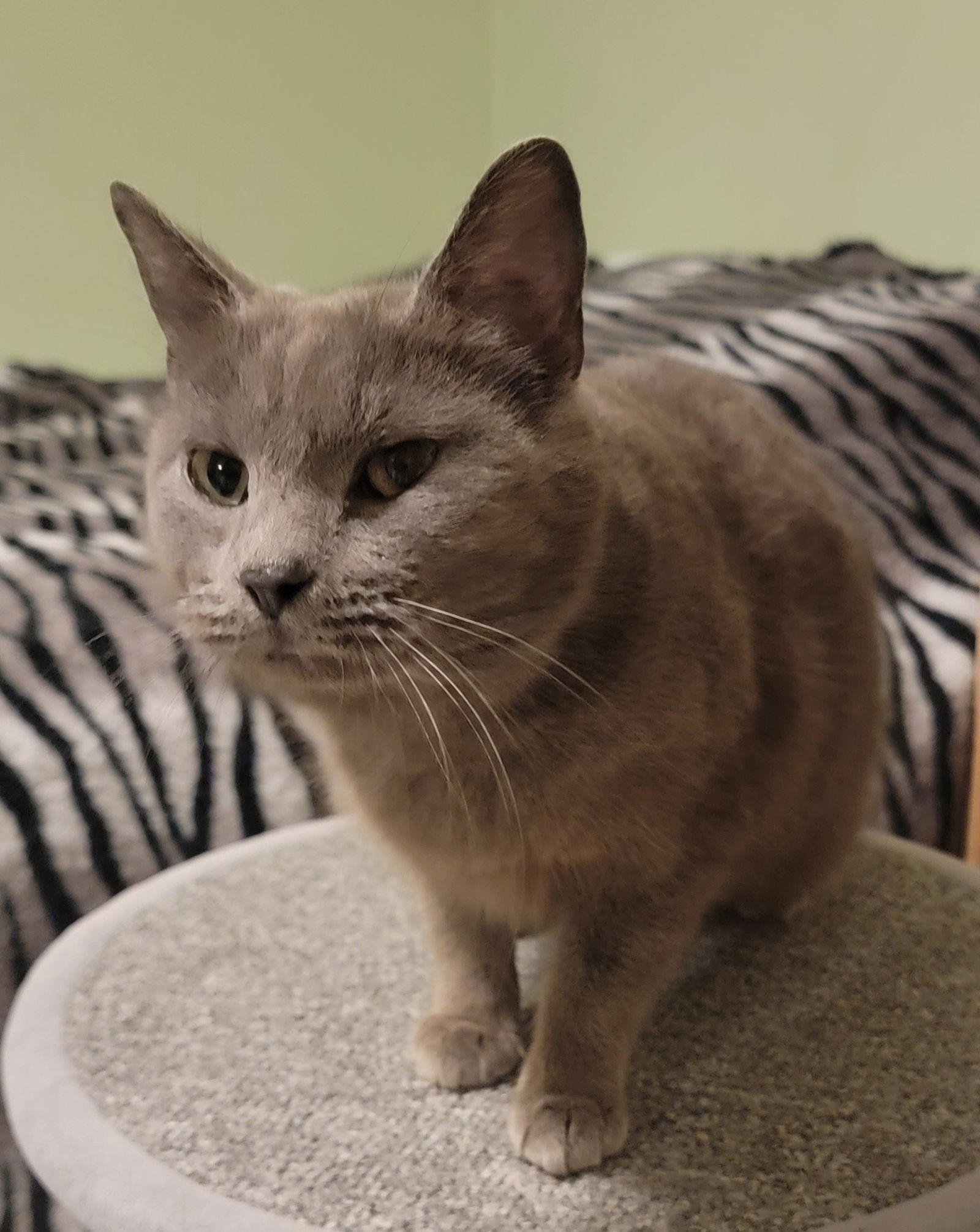 Daisy (Bonded w/Mirabel), Adoptable, Young Female Domestic Short Hair.