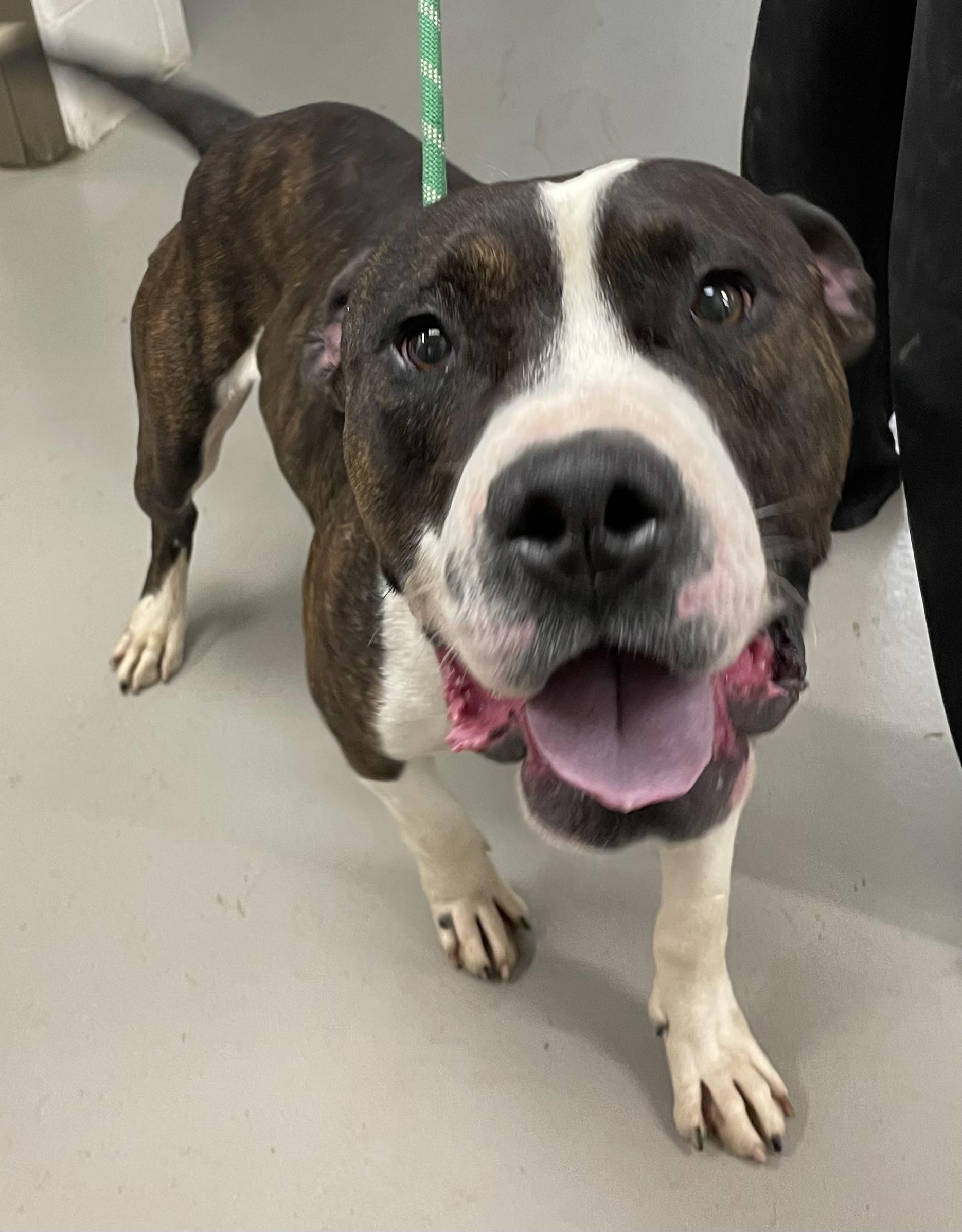 Crank AVAILABLE, ADOPTABLE, Young Male American Bully.