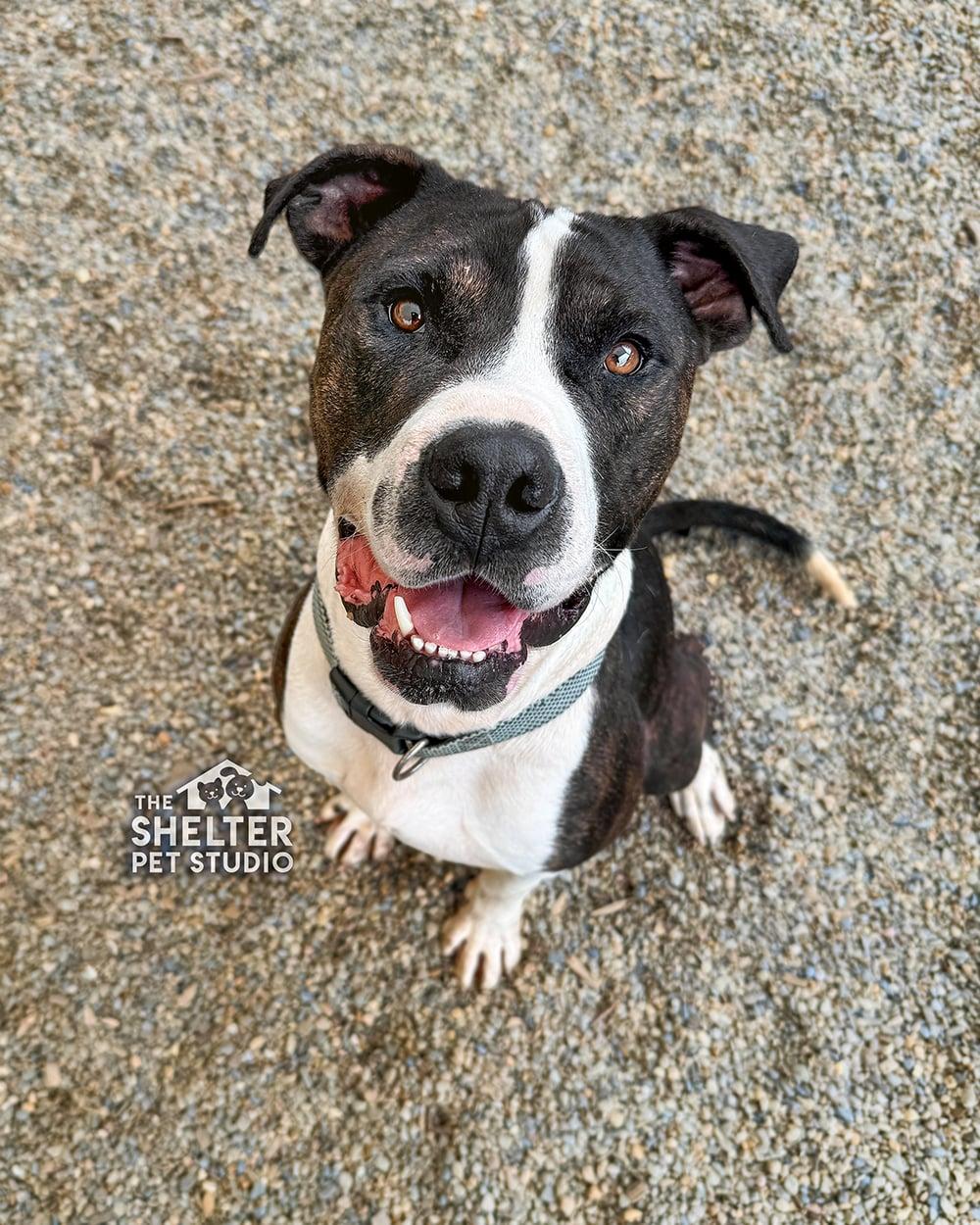 Enlarge Crank AVAILABLE, a Adoptable mixed breed in Canton, OH image 2/6