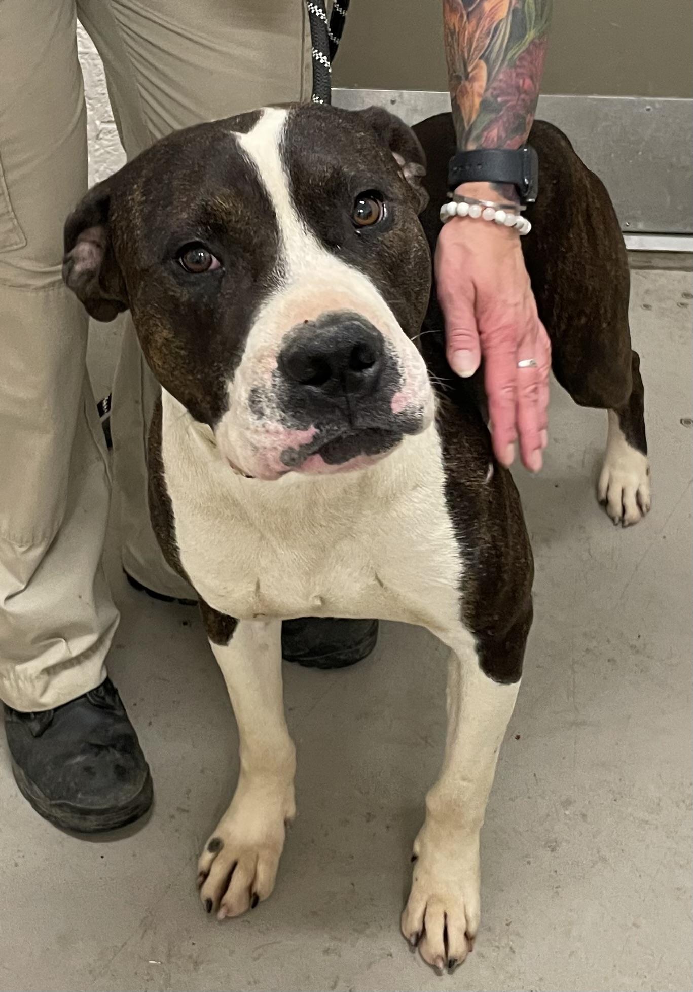 Crank AVAILABLE, a ADOPTABLE mixed breed in Canton, OH image 5/5