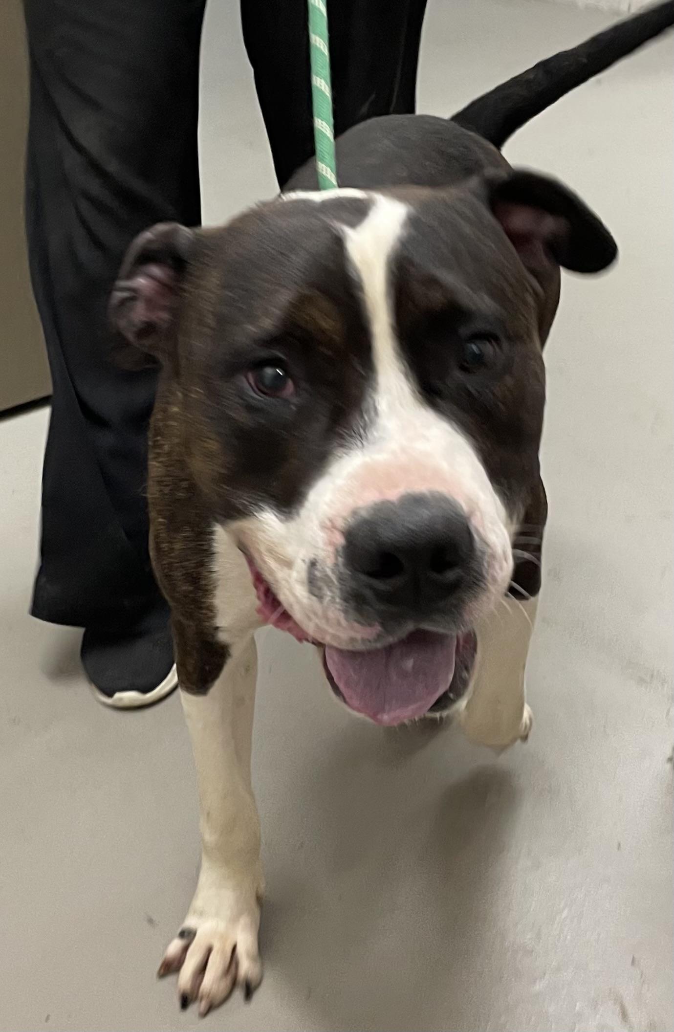 Crank AVAILABLE, a ADOPTABLE mixed breed in Canton, OH image 3/5