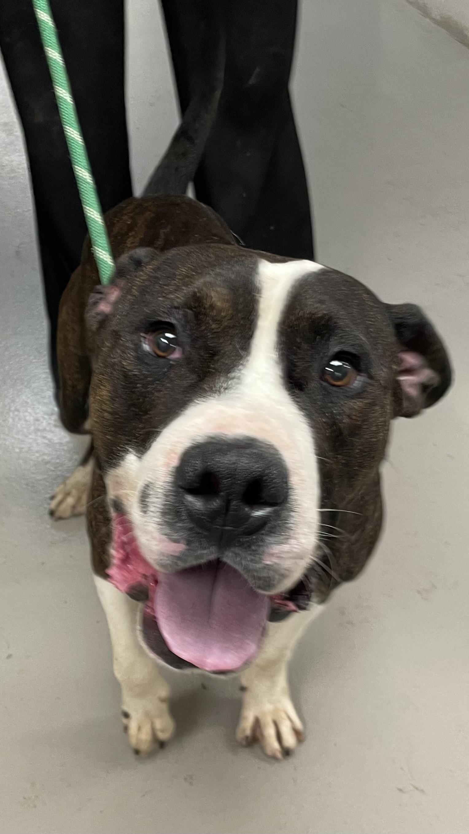 Crank AVAILABLE, a ADOPTABLE mixed breed in Canton, OH image 2/5