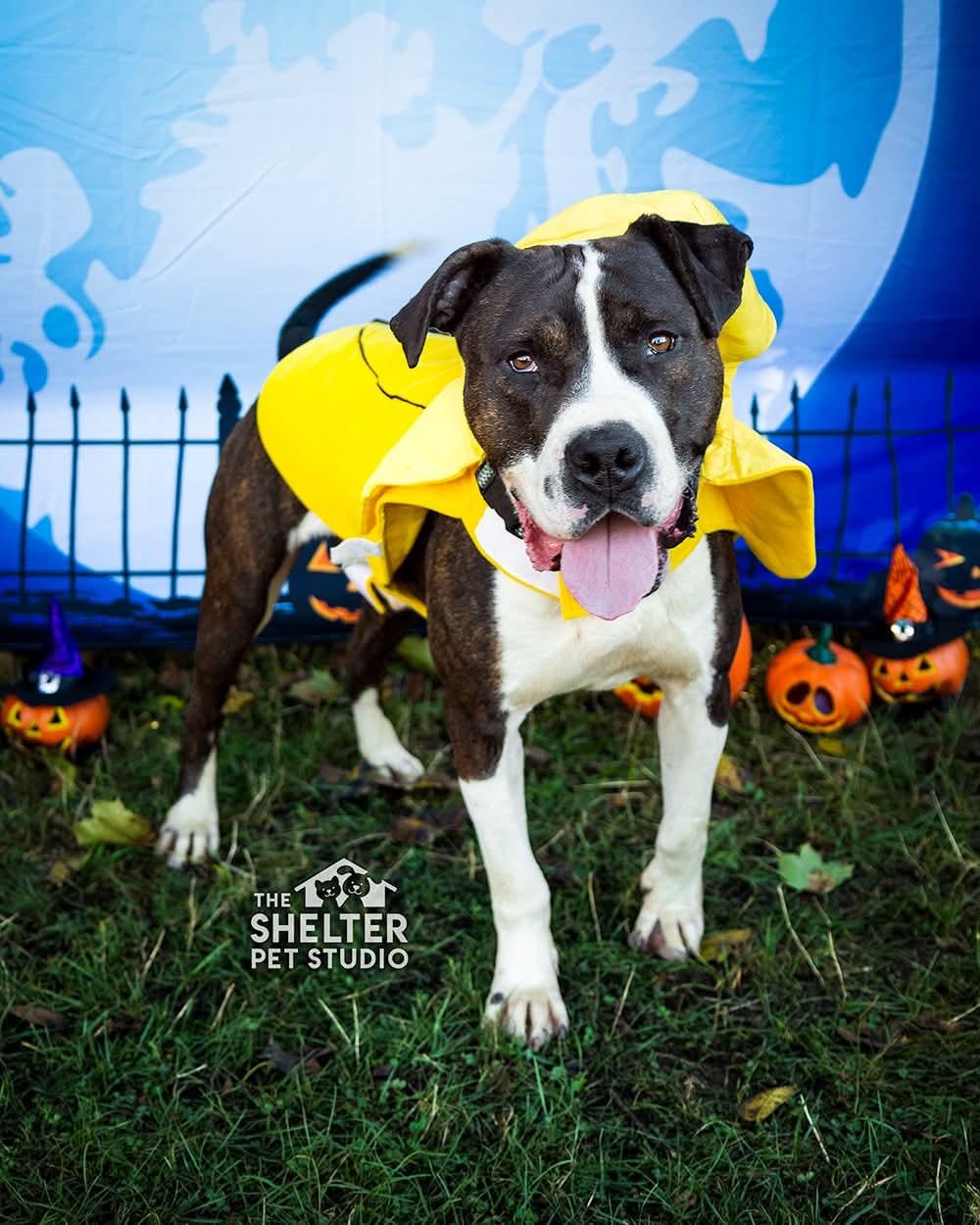 Enlarge Crank AVAILABLE, a Adoptable mixed breed in Canton, OH image 1/6
