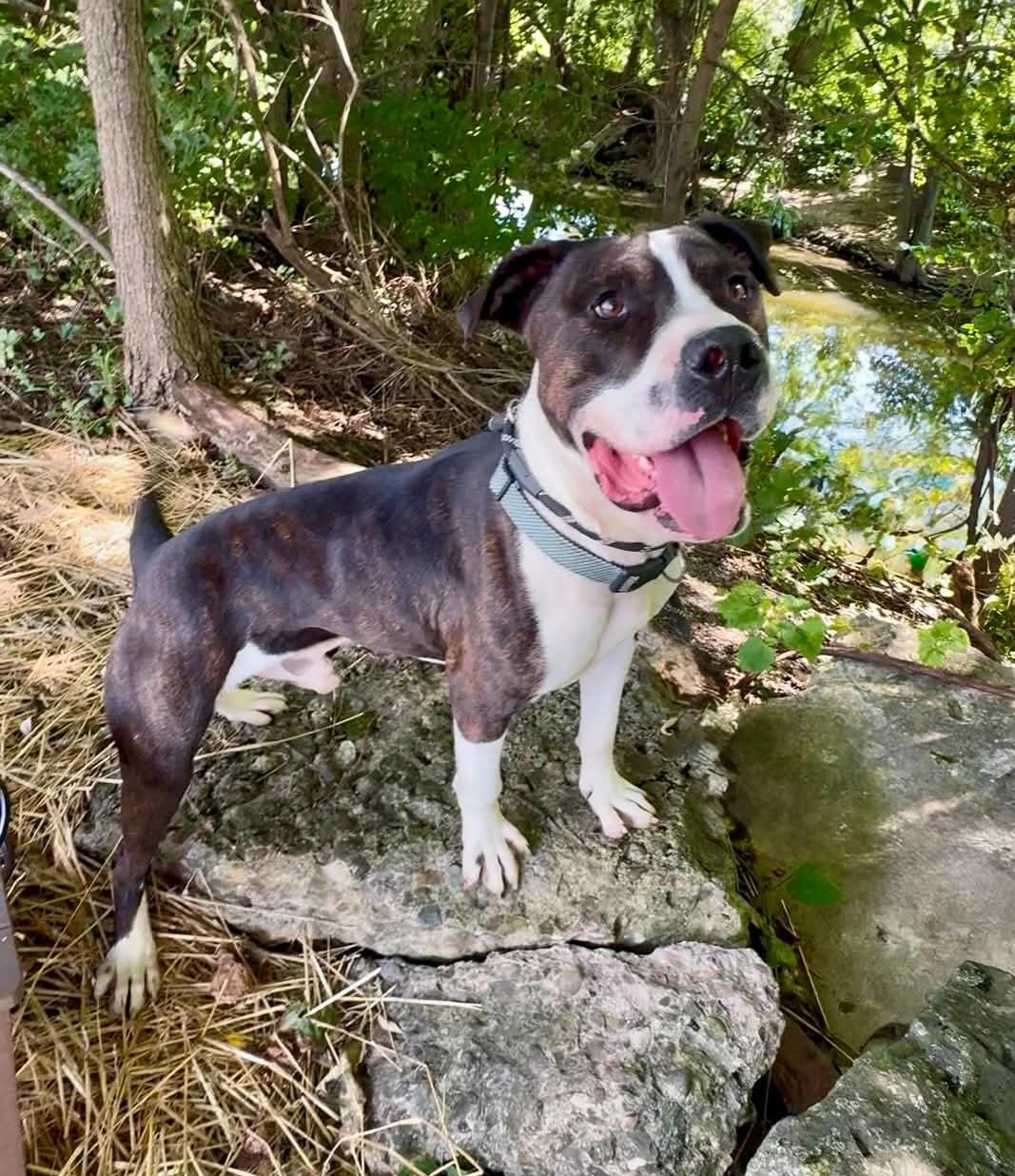 Crank AVAILABLE, ADOPTABLE, Young Male American Bully.