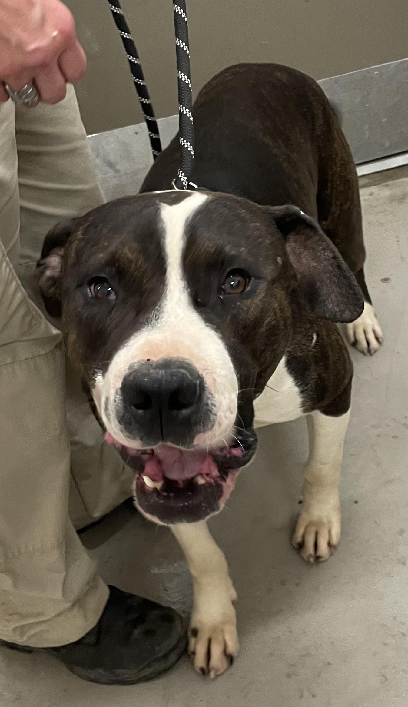 Crank AVAILABLE, a ADOPTABLE mixed breed in Canton, OH image 4/5