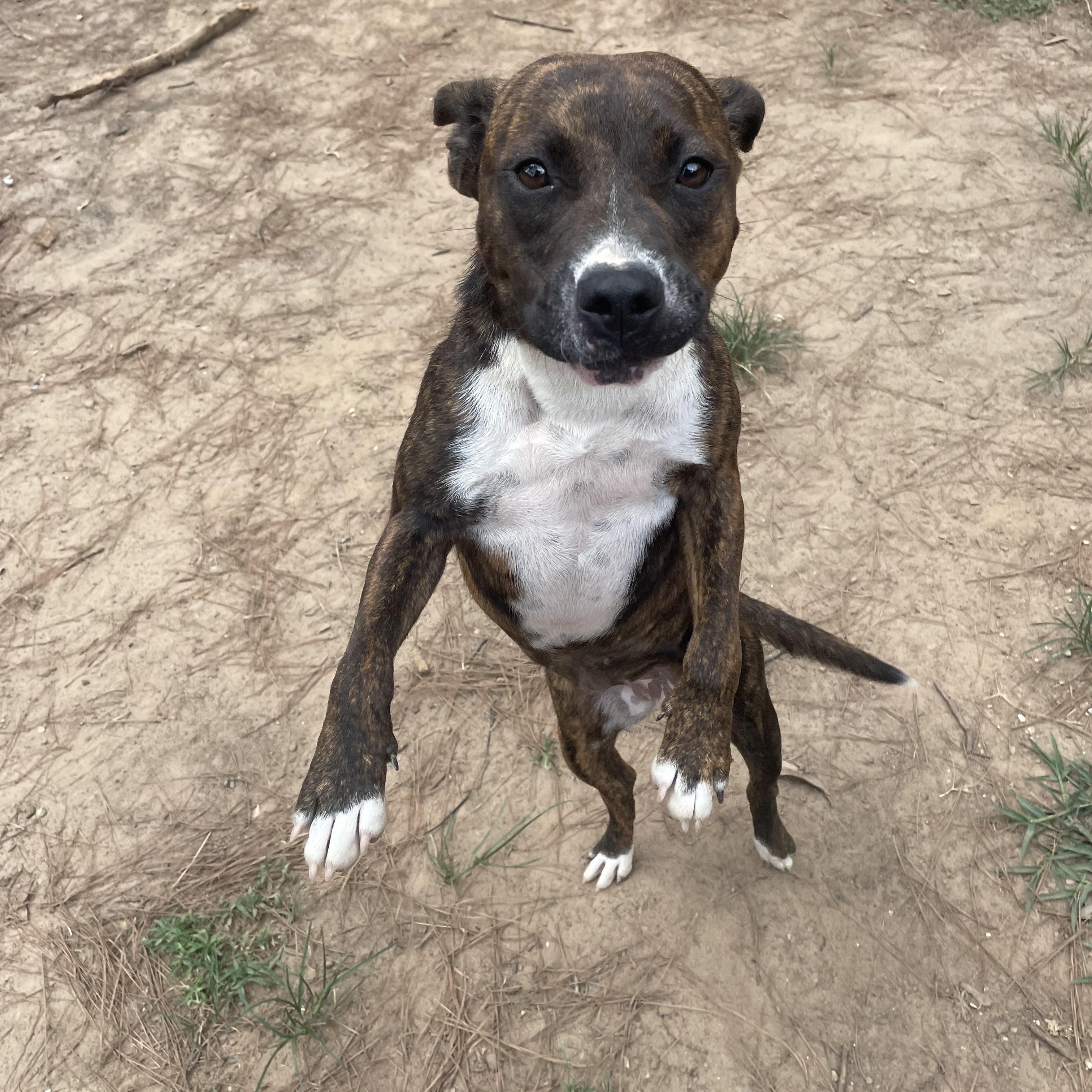 Enlarge Nala, a ADOPTABLE mixed breed in Ruston, LA image 1/2