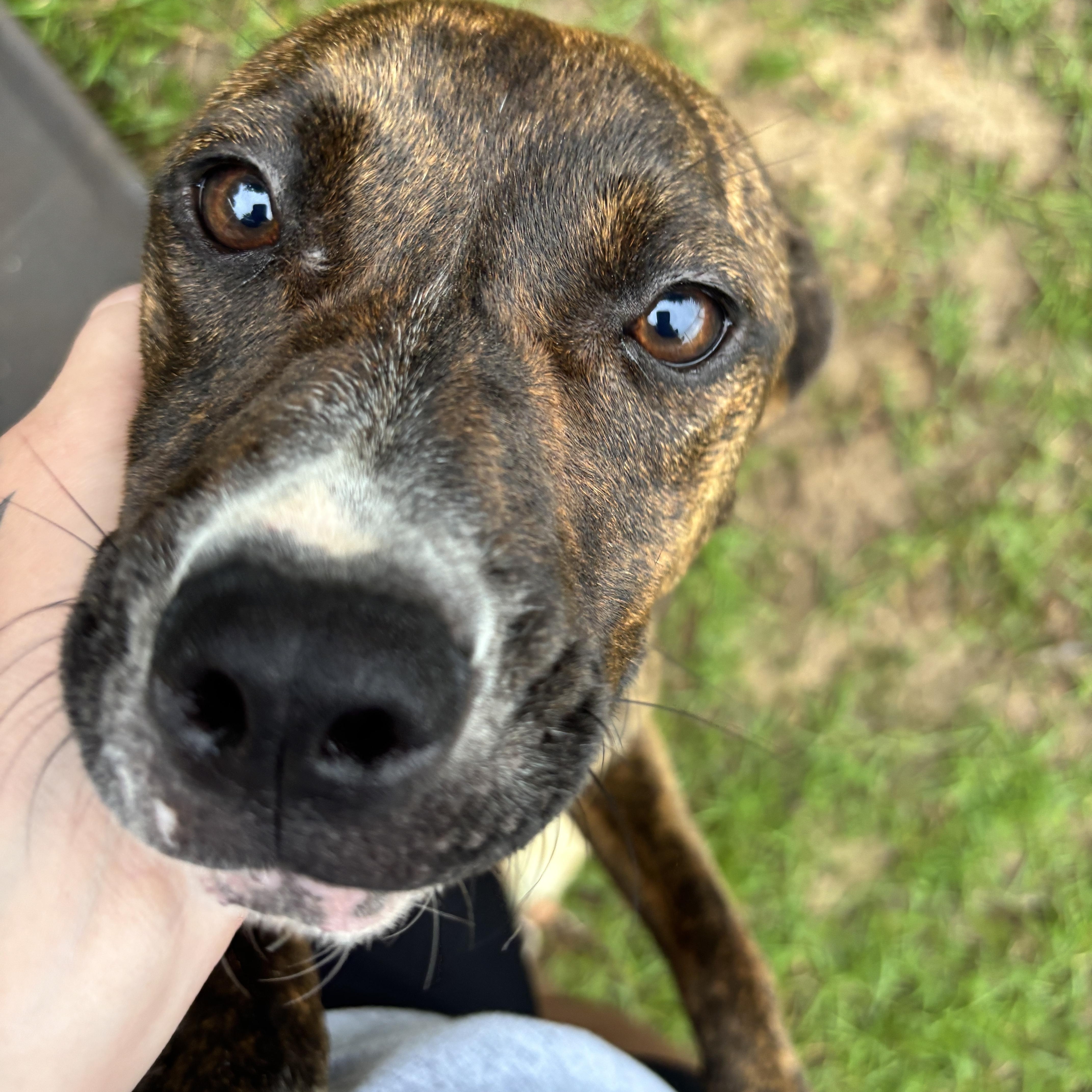 Enlarge Nala, a ADOPTABLE mixed breed in Ruston, LA image 2/2