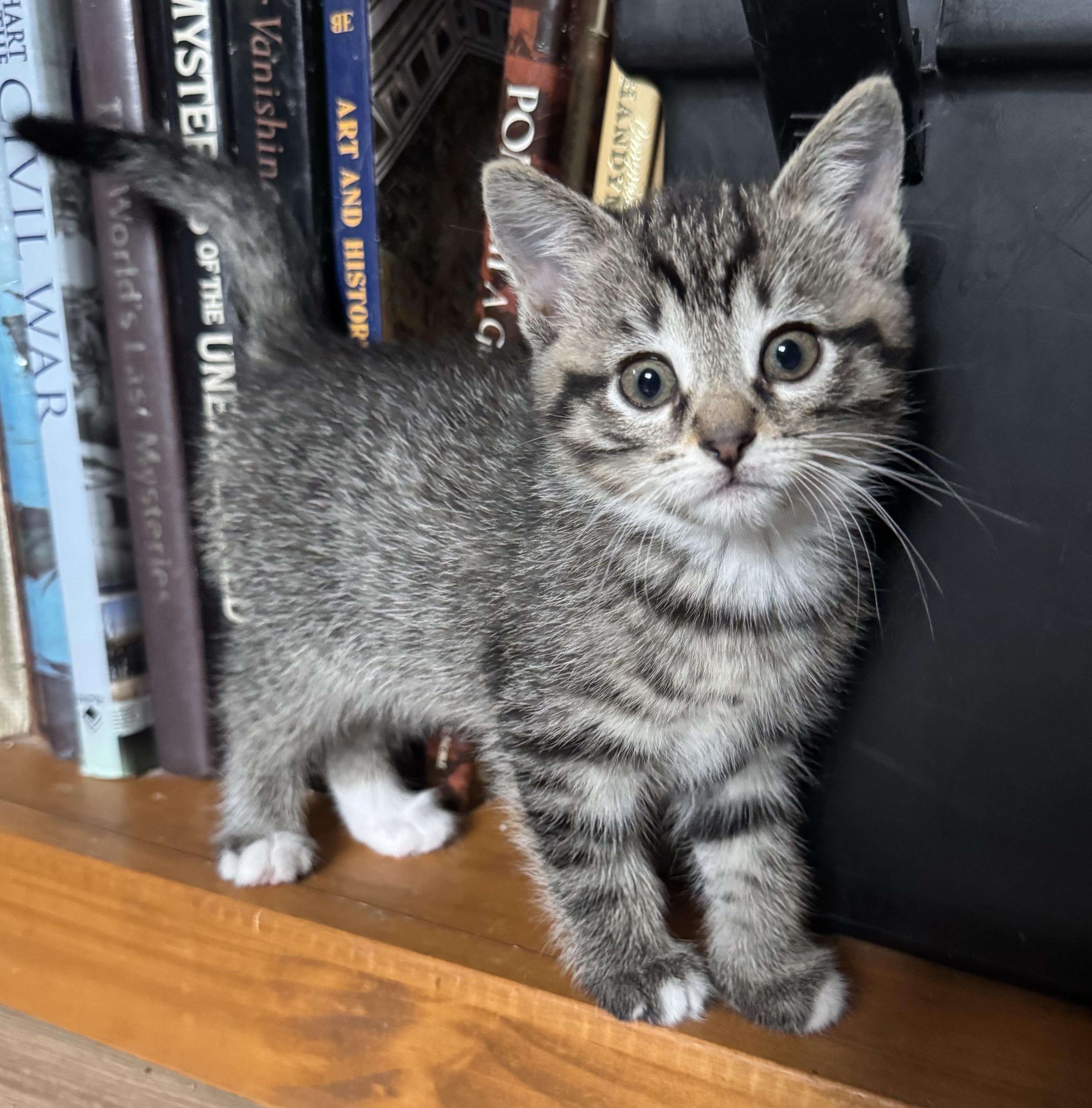 Ozzy, adopted, Kitten Male Domestic Short Hair.