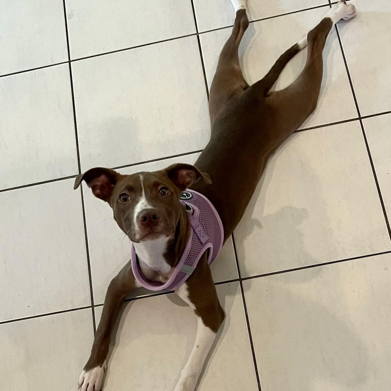 Enlarge TRUFFLE - ARRIVING IN MAINE MAY 16TH, an adopted Mixed Breed in Berwick, ME image 4/6