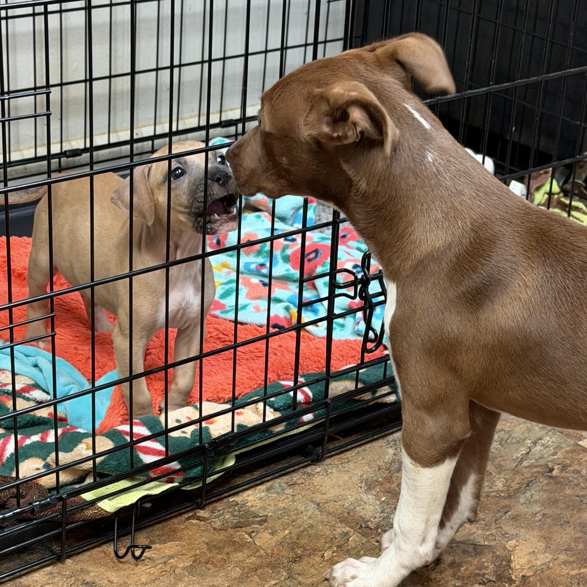 TRUFFLE - ARRIVING IN MAINE MAY 16TH, a ADOPTABLE Mixed Breed in Berwick, ME image 6/6