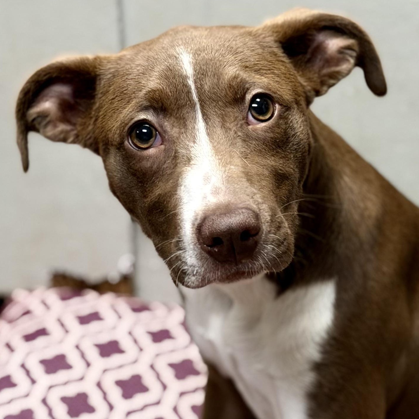 TRUFFLE - ARRIVING IN MAINE MAY 16TH, ADOPTABLE, Puppy Female Mixed Breed.