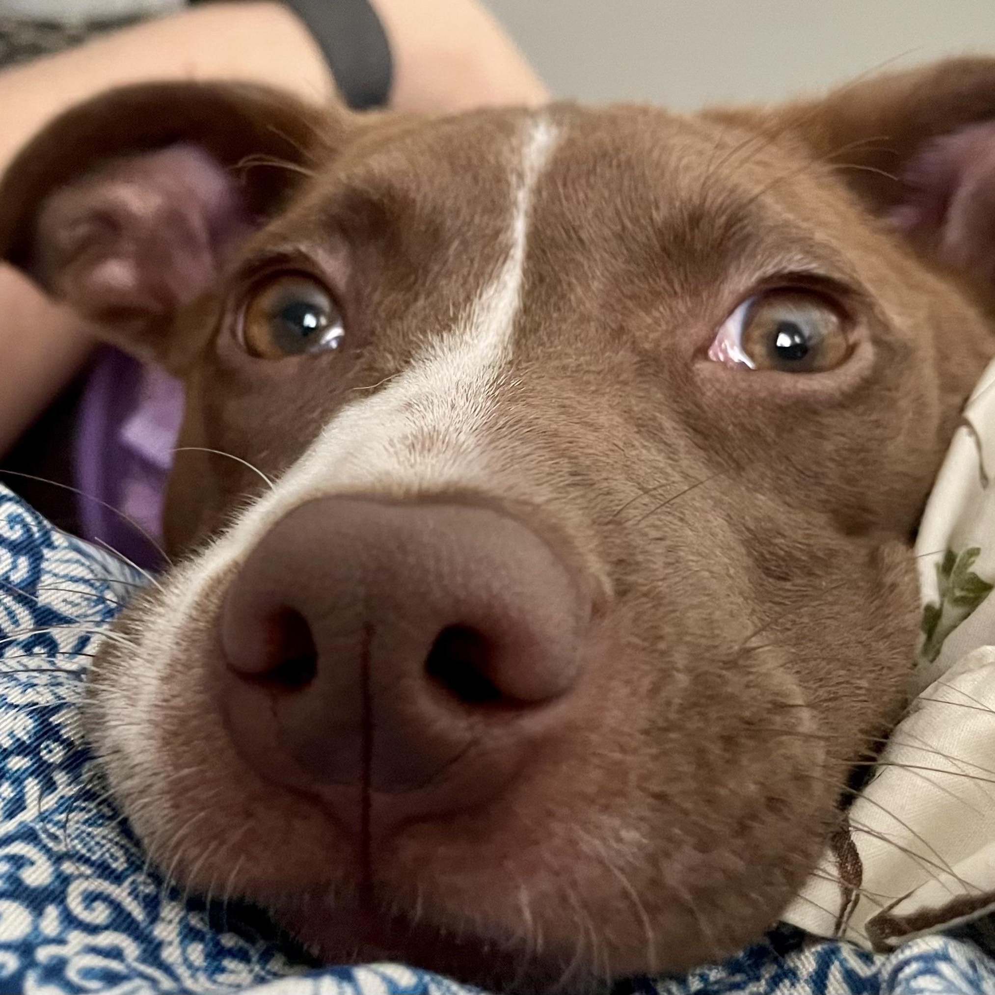 Enlarge TRUFFLE - ARRIVING IN MAINE MAY 16TH, an adopted Mixed Breed in Berwick, ME image 3/6