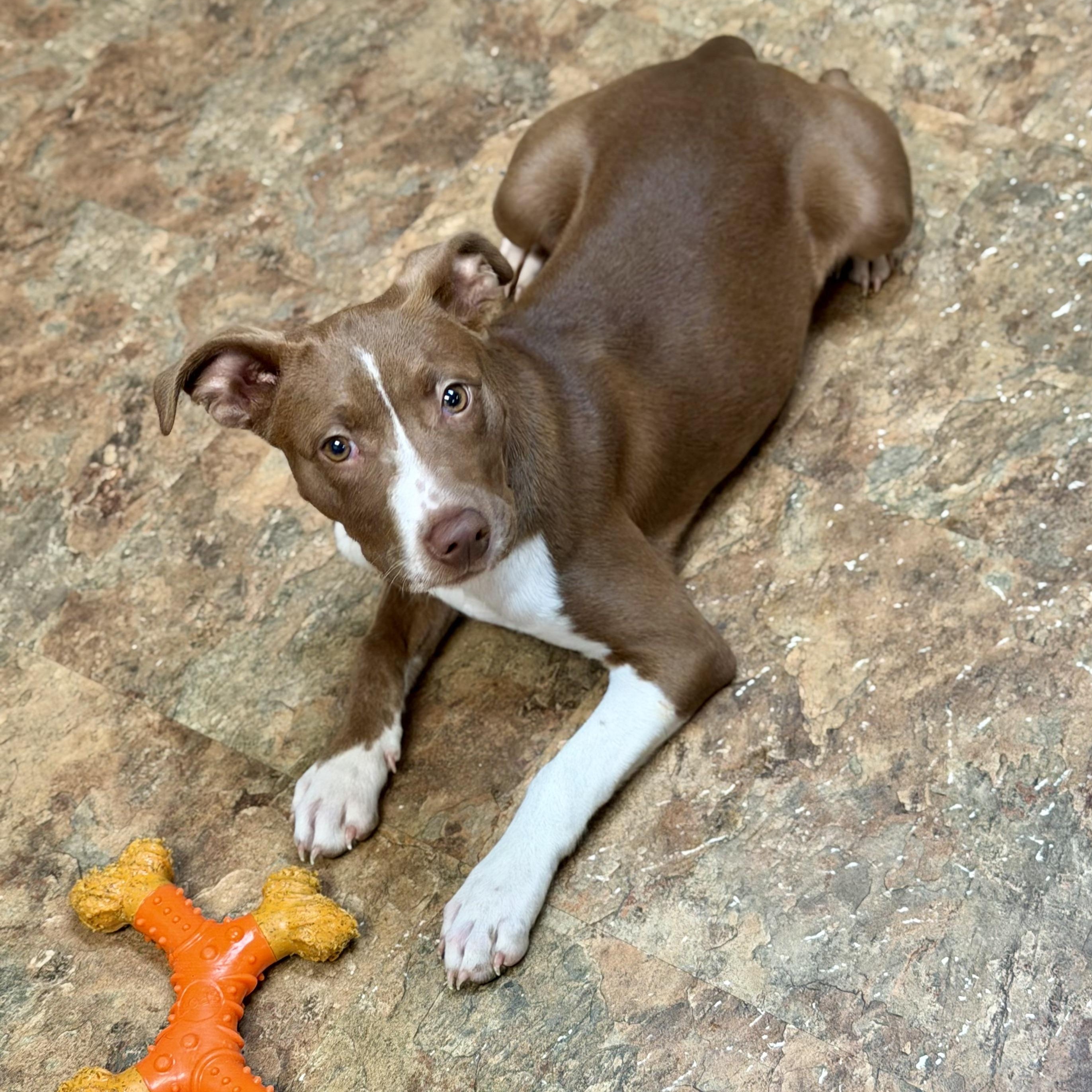 TRUFFLE - ARRIVING IN MAINE MAY 16TH, a ADOPTABLE Mixed Breed in Berwick, ME image 4/6