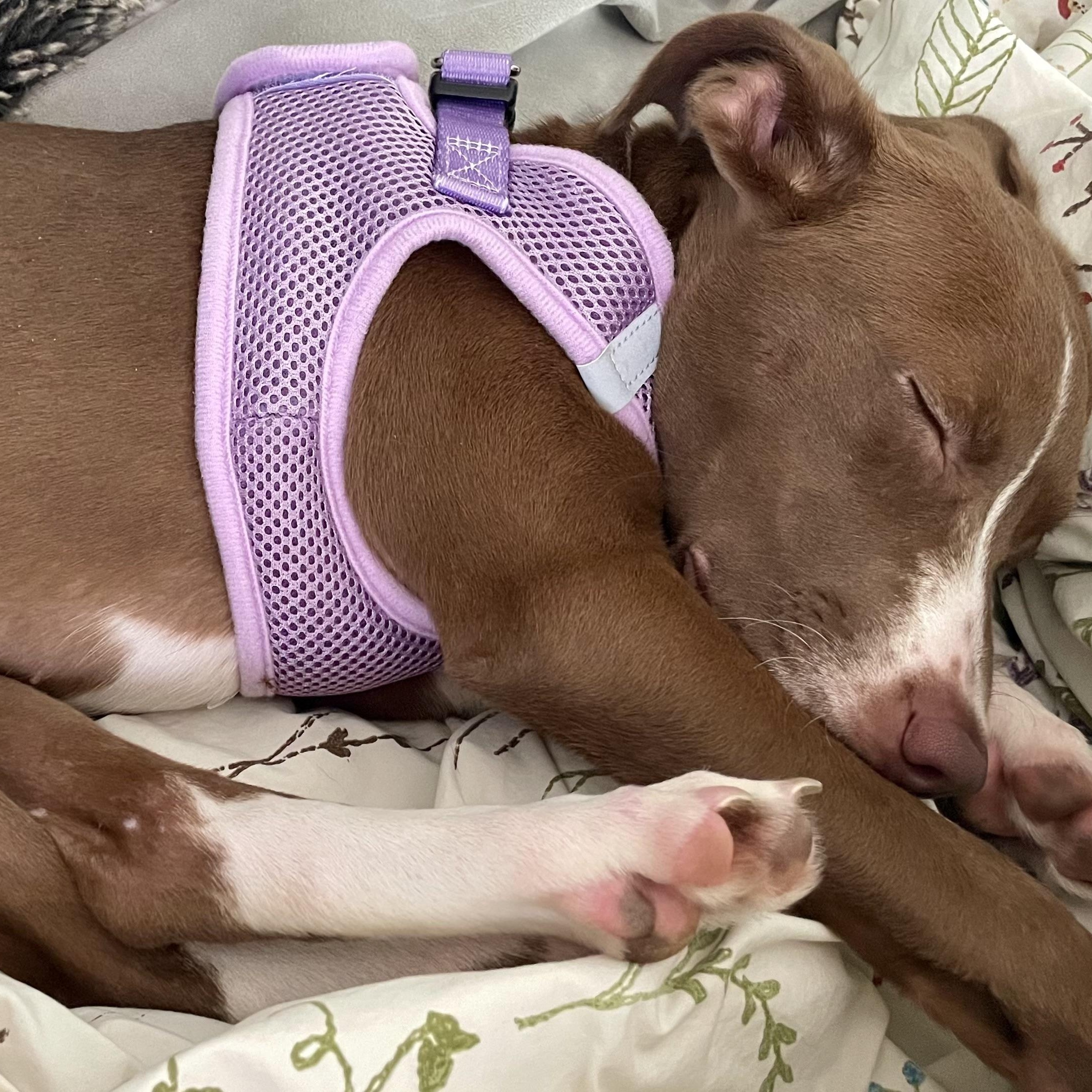 Enlarge TRUFFLE - ARRIVING IN MAINE MAY 16TH, an adopted Mixed Breed in Berwick, ME image 5/6