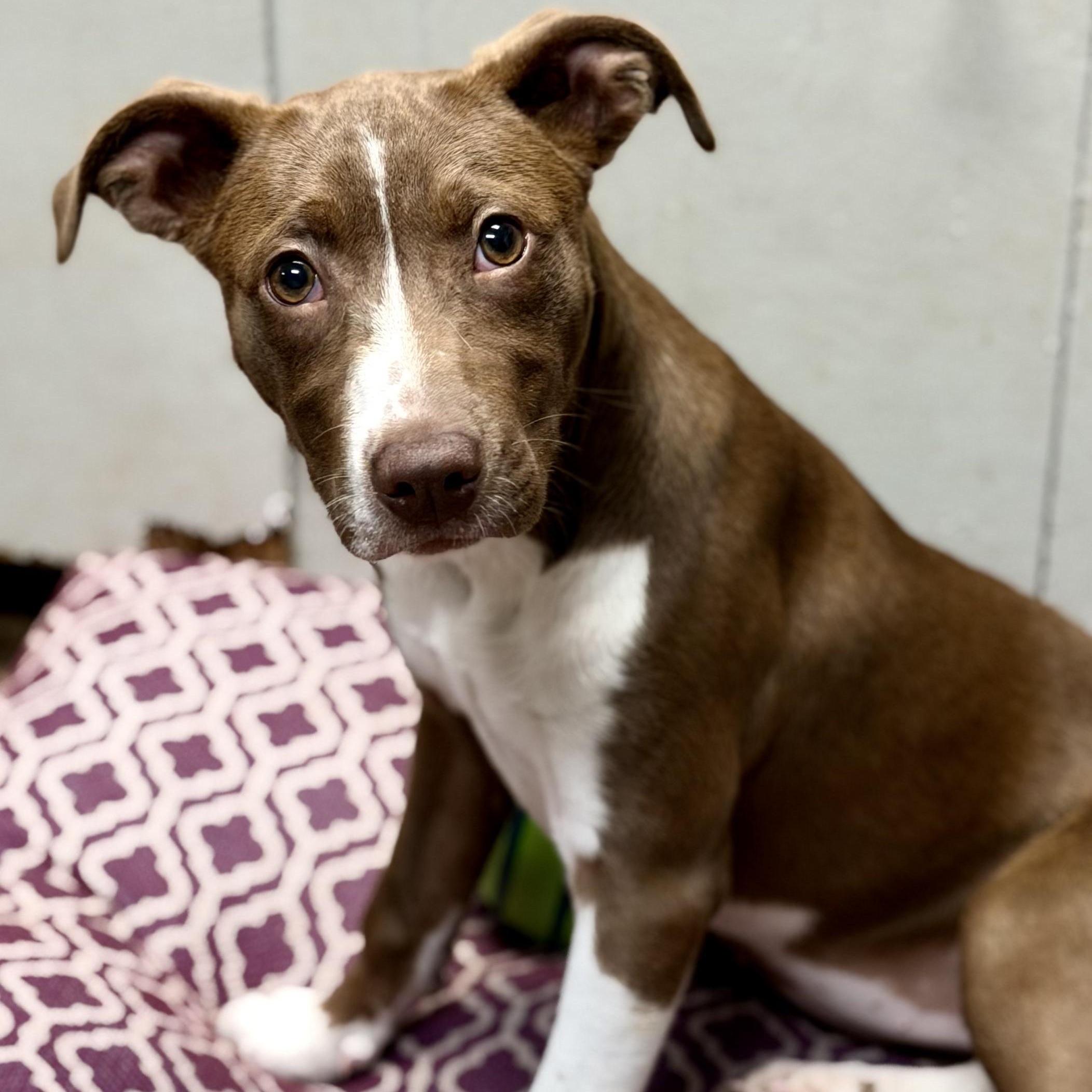 TRUFFLE - ARRIVING IN MAINE MAY 16TH, a ADOPTABLE Mixed Breed in Berwick, ME image 5/6
